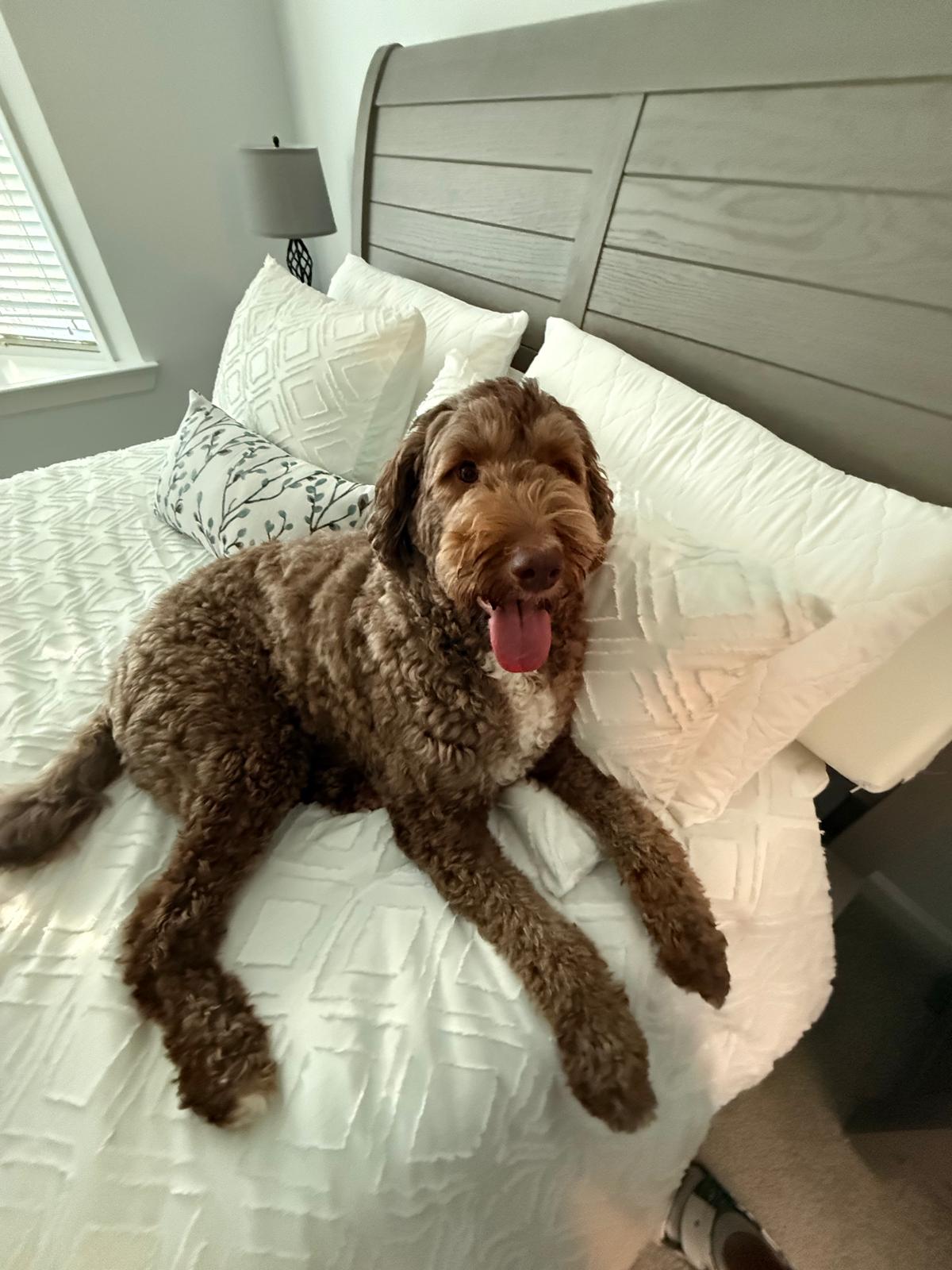 Tigger-Roo the doodle on the bed