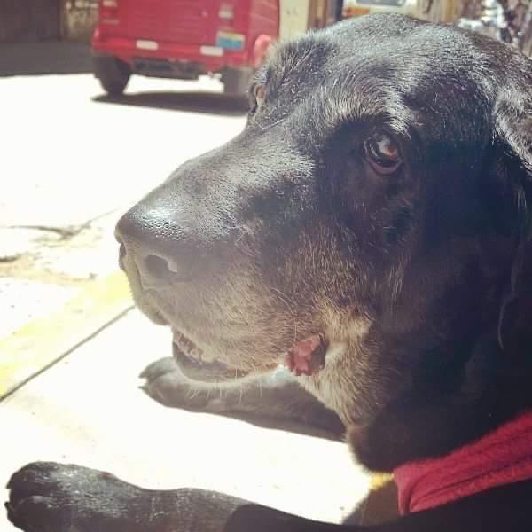 Luna, beloved family dog